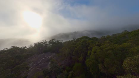 misty forest - early morning fly through