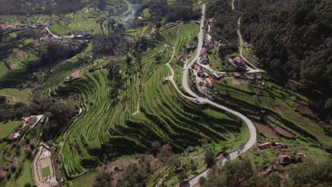 Lemon-farm-in-Portugal,-in-a-rural-area-with-tilt-movement