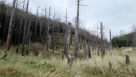 newborough forest coastal erosion damage to woodland trees along the anglesey coastline