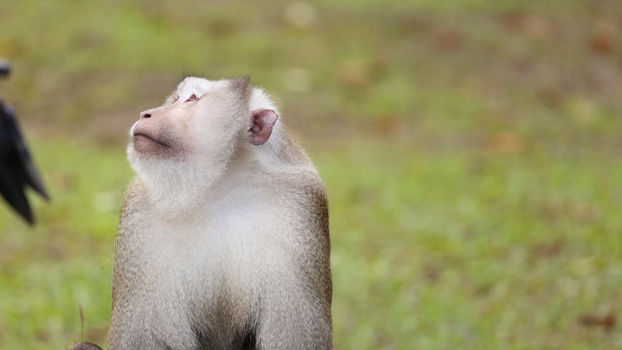un mono mira a su alrededor, posiblemente viendo algo de interés.