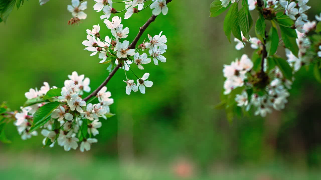 White cherry blossoms with pink centers and fresh green leaves. Blurred green background
