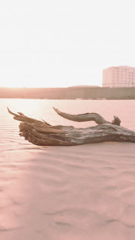 driftwood on a sandy beach at sunset