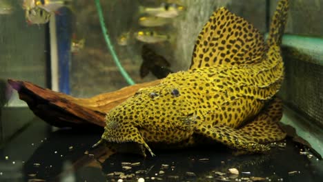 close up of the face with odontodes of a large suckermouth cactus pleco sucking onto the bottom of an aquarium