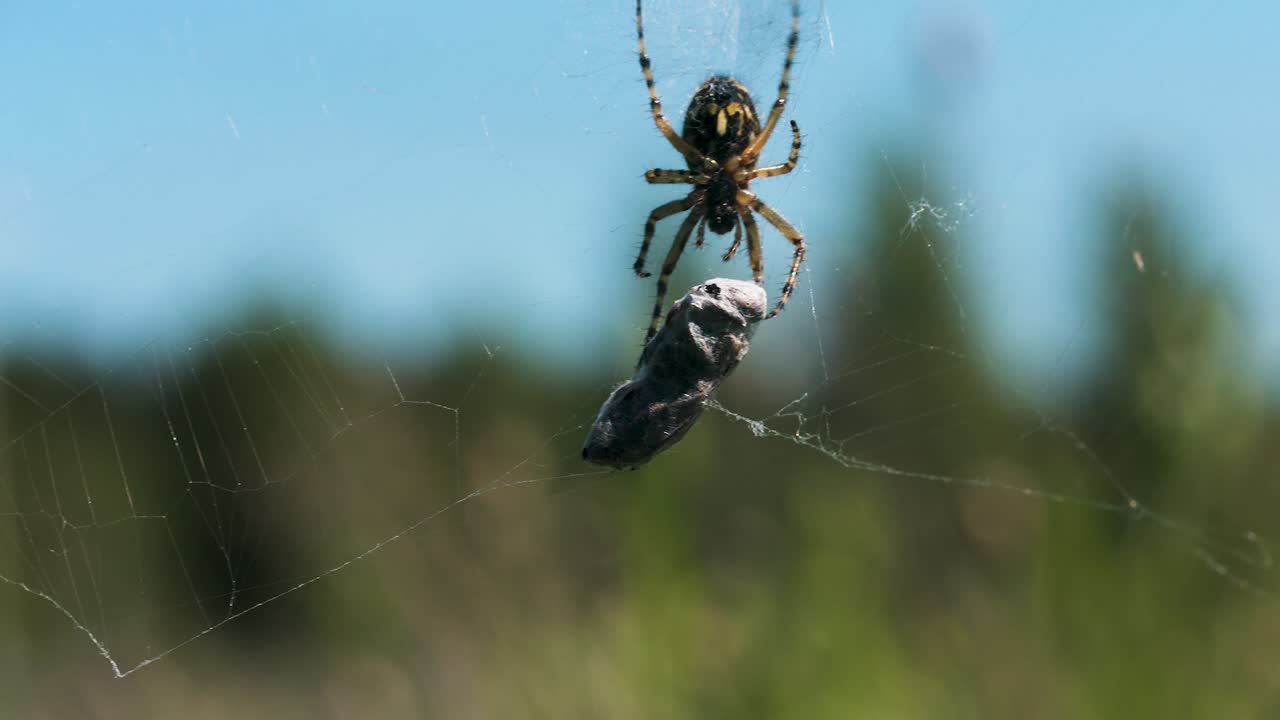 araña con presa en la red