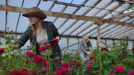 los colegas floristas trabajan juntos con tabletas en un invernadero de rosas. pequeñas empresas que hacen trabajo en equipo de chequeo de flores en una tableta a través de internet.