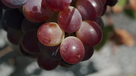 red ripening grapes