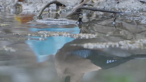 rare birds of nepal