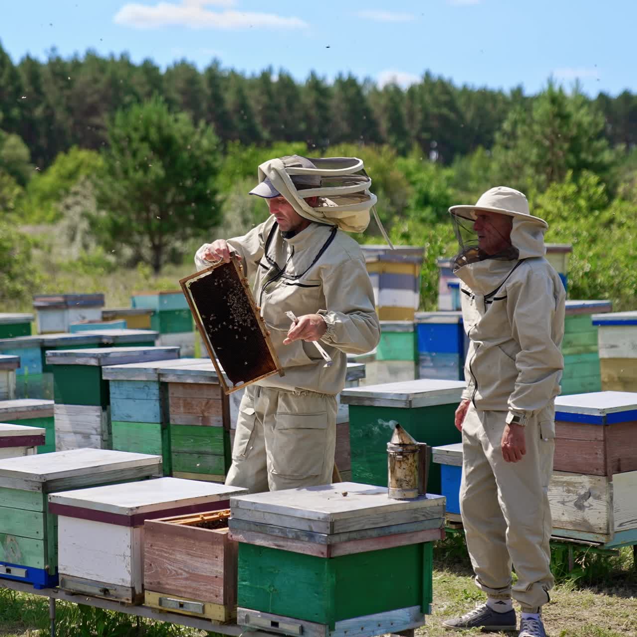Apicoltori esperti che esaminano i telai in una giornata di sole. Piccola azienda agricola rurale nei pressi della foresta verde