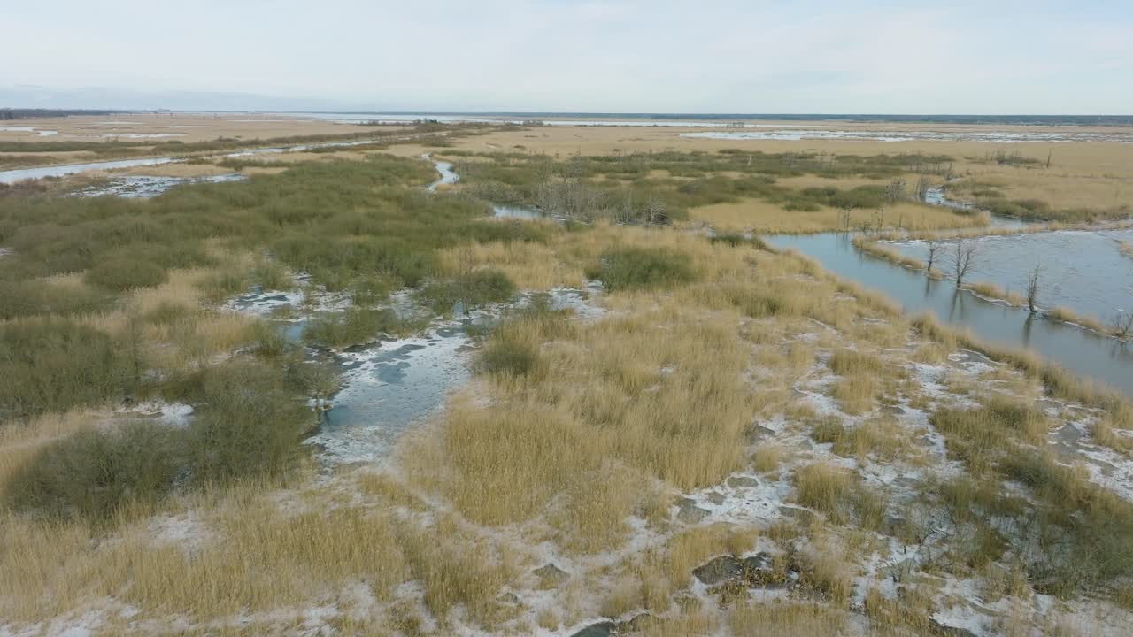 Aerial establishing view of empty Great Cormorant , sunny winter day, dead trees, Barta river, wide drone shot moving forward