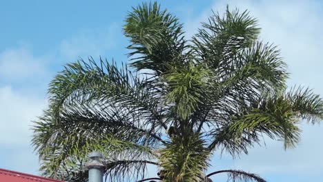 palm tree swaying moving a lot in the wind, daytime sunny blue sky with clouds, maffra, gippsland, victoria, australia
