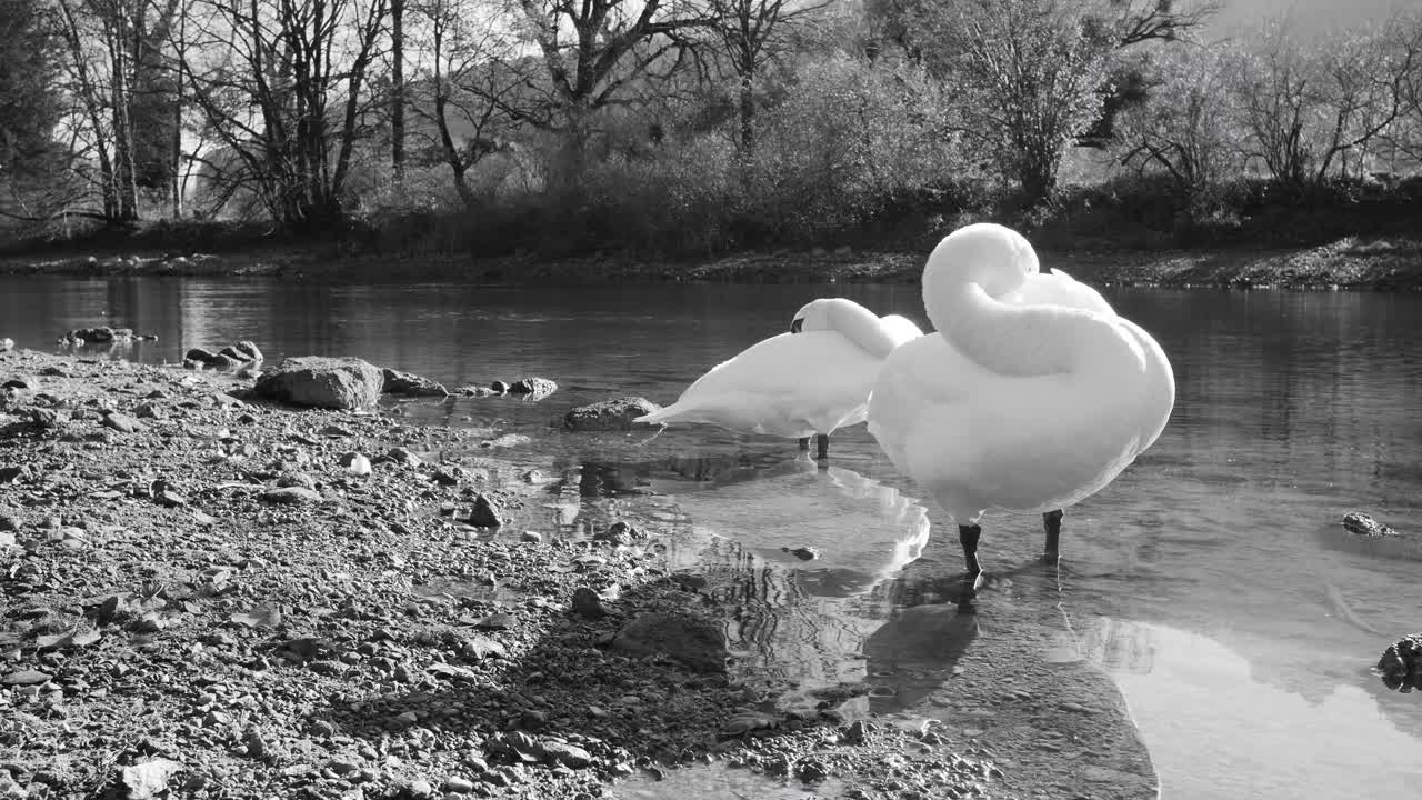 два изящных лебедя отдыхают на освещенном солнцем берегу реки, их отражения отражают мирную сцену. черно-белый художественный кадр, изображающий спокойствие природы.