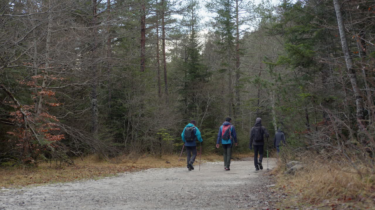 Group of Hikers on a Forest Trail