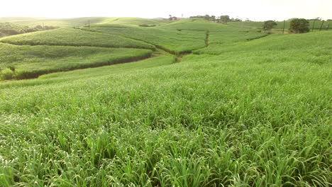 Disparo-De-Dron-De-Crecimiento-Lento-Que-Revela-Exuberantes-Campos-Verdes-De-Caña-De-Azúcar-En-Sudáfrica