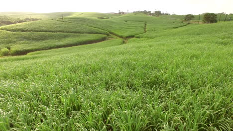 disparo de dron de crecimiento lento que revela exuberantes campos verdes de caña de azúcar en sudáfrica