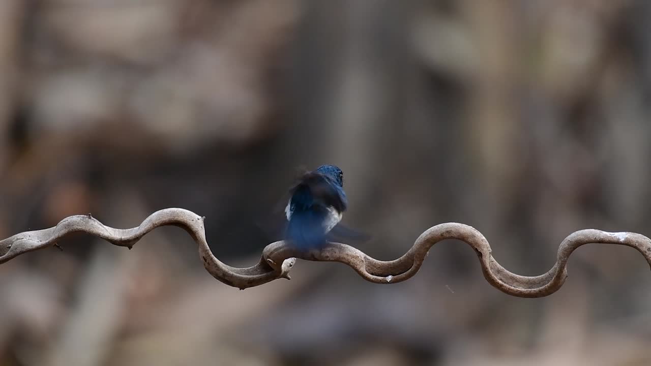 el papamoscas azul de indochina se encuentra en los bosques de las tierras bajas de tailandia, conocido por sus plumas azules y su pecho de naranja a blanco