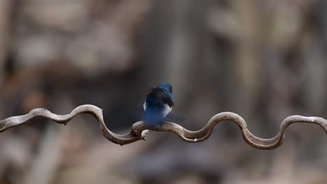 The-Indochinese-Blue-flycatcher-is-a-found-in-lowland-forests-of-Thailand,-known-for-its-blue-feathers-and-orange-to-white-breast