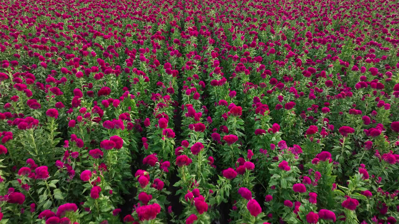 video de un avión no tripulado de una granja de flores de terciopelo