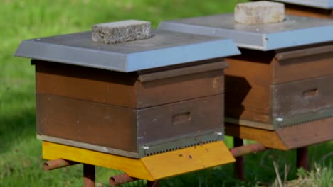 bees fly from wooden hive on a sunny day in spring on grassland