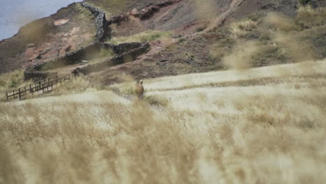 hikers standing on trail in golden field with tall grass in foreground