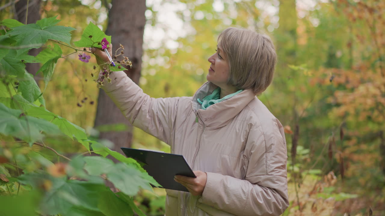 female researcher in beige coat holds clipboard while carefully inspecting purple wildflower in lush forest, surrounded by vibrant autumn foliage, recording field observations with calm expression