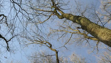 copas de los árboles en invierno con cielo azul en el bosque del palatinado en alemania