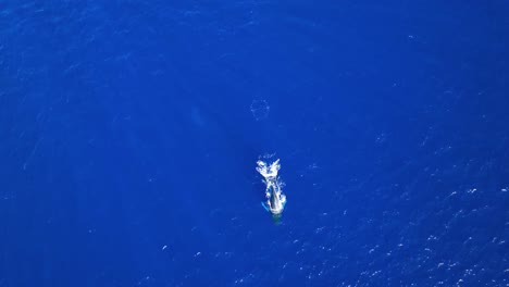 stunning aerial of humpback whales migrating to the warm coastal waters of maui during their long migration journey from alaska