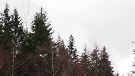 cranes-fly-over-the-treetops