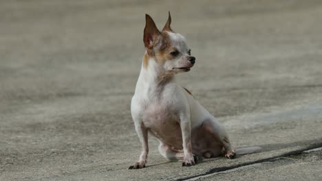 chihuahua dog sunbathing