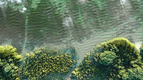 agua ondulada de un lago verde con vegetación densa