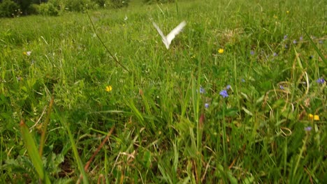 white butterfly in a meadow