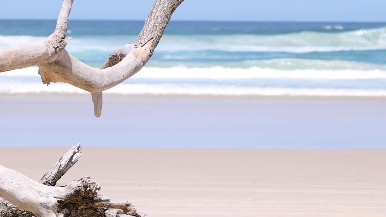 Static view of driftwood on a tranquil beach