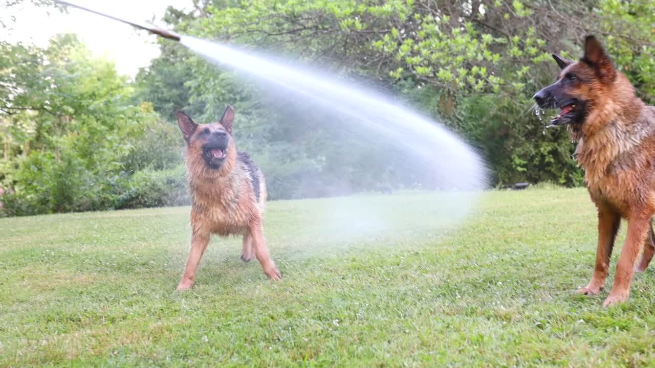 Ripresa cinematografica al rallentatore di due cani pastore tedesco che saltano e giocano con un tubo dell'acqua ad alta pressione.