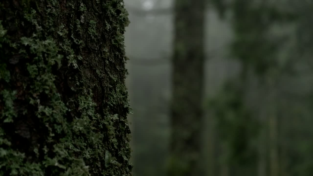 Pedestal move along a conifer trunk in a shadowy, moss-covered forest in the dim light, evoking a mysterious and untouched atmosphere