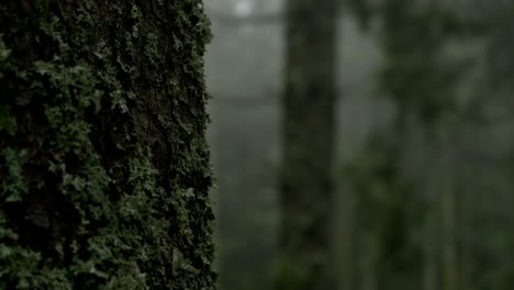 pedestal move along a conifer trunk in a shadowy, moss-covered forest in the dim light, evoking a mysterious and untouched atmosphere