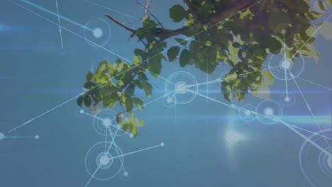 Animation-of-network-of-connections-over-tree-and-blue-sky