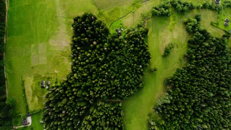 Overhead-View-Of-Coniferous-Trees-Near-Rural-Town-In-Zakopane,-Tatras-Mountains,-Poland