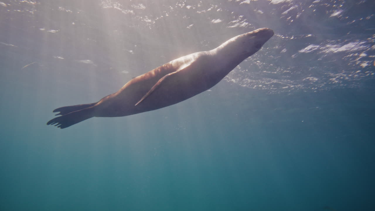 Backlit sea lion silhouette spins in blue water, Neptune Islands, Australia, slow motion