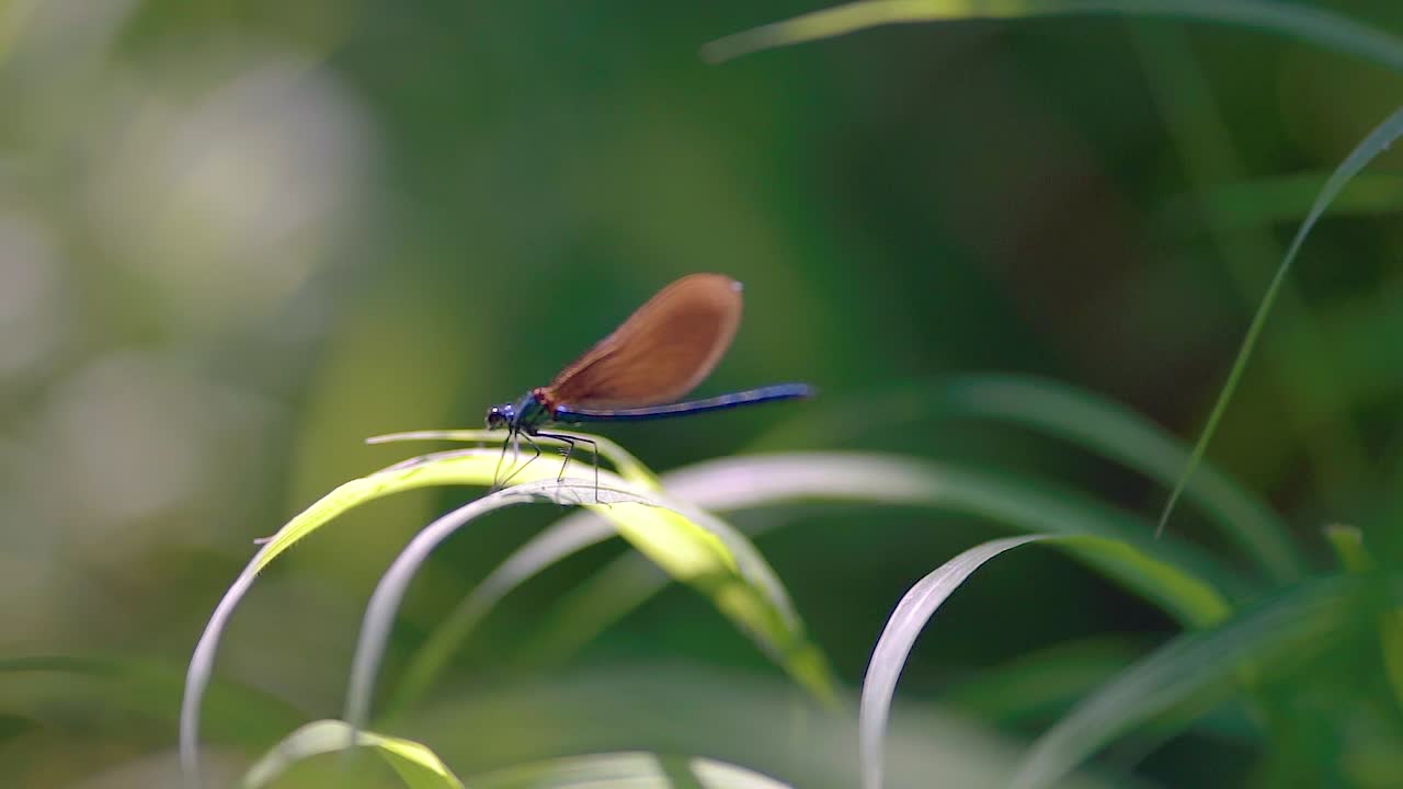 cerca de una libélula dorada azul encaramada en caña, ébano jewelwing extendiendo alas en cámara lenta