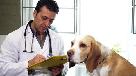 professional vet filling papers after examining and adorable beagle puppy