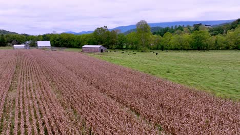 aerial-push-over-cornfield-to-reveal-mountains-near-mountain-city-tennessee-in-appalachia