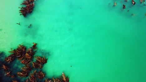 aerial top down view of brown sea weed in the turquoise ocean water