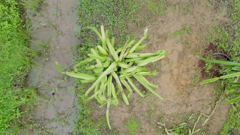 Dragon-fruit-plant-with-waterways,-green-fruit,-top-down-view-drone-ascending