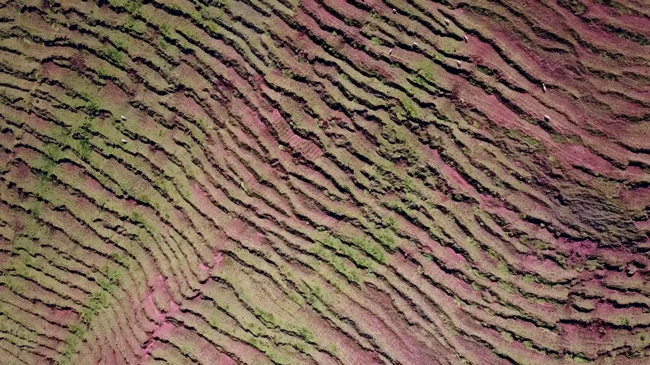 Aerial, top down, drone shot over green and red terraces, on a sunny day, in Cusco, Peru, South America