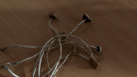 a hand grabs some dry psilocybin mushrooms, close up