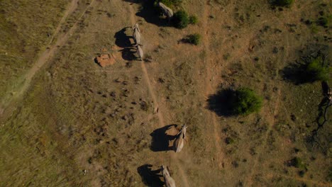 african elephant herd mud bathing with trunk in national park, aerial