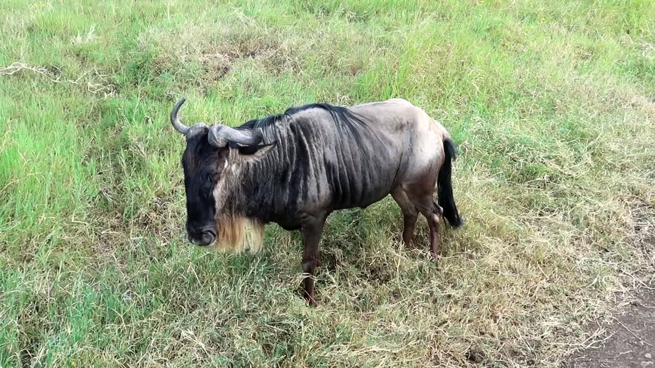 풀을 뜯고 있는 외로운 누우, 머리를 흔들고 겁에 질려 도망친다