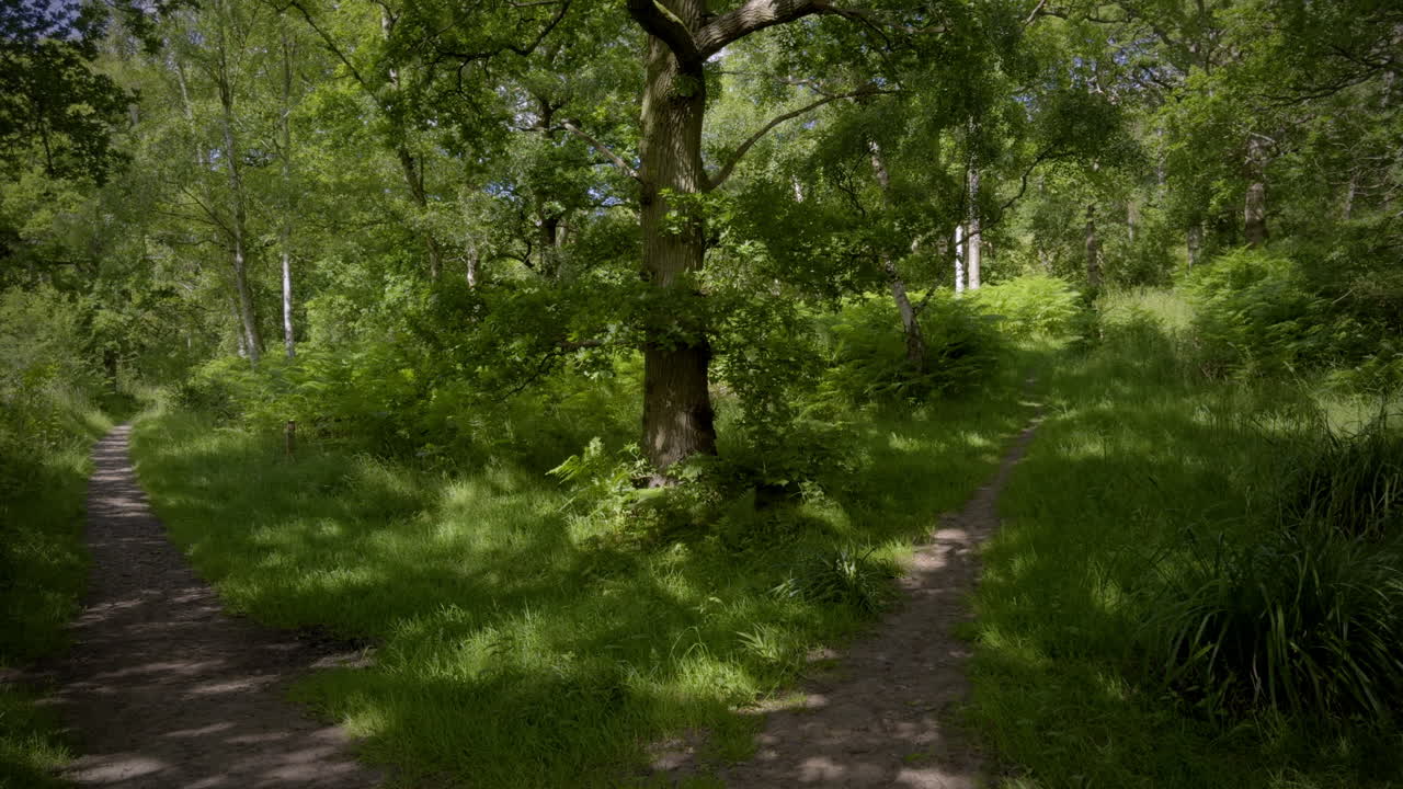 여름에 울창한 초록 숲과 밀집한 잎자루와 거리를 가로지르는 보행길, 워릭셔, 잉글랜드