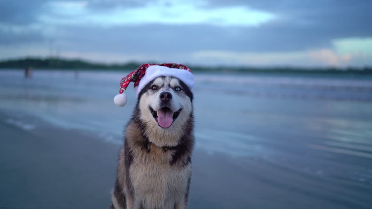 행복한 허스키 개, 해변에 산타 모자를 쓴 귀여운 재미있는 산타 개