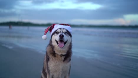 Perro-Husky-Feliz,-Lindo-Perro-Divertido-De-Santa-Con-Sombrero-De-Santa-En-La-Playa