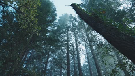 Cinematic-haunting-beauty-of-spooky-forest-with-foggy-atmosphere,-low-angle,-horror